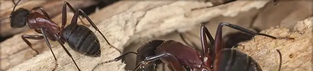 Close-up of ants on wood showing an active ant infestation in Yonkers, NY
