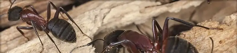 Close-up of ants on wood showing an active ant infestation in Yonkers, NY