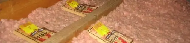 Mouse traps placed in an attic for rodent control in Yonkers, NY