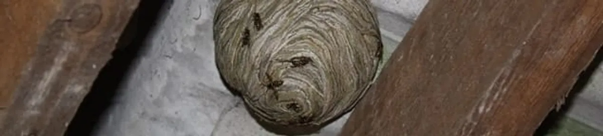 Wasp nest in an attic space, a common home infestation risk in Yonkers, NY