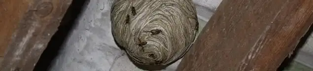Wasp nest in an attic space, a common home infestation risk in Yonkers, NY