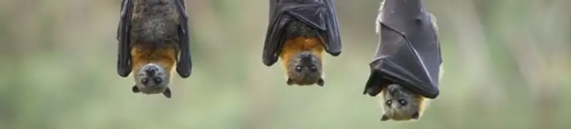 Bats roosting together, a common sign of a bat infestation in Yonkers, NY