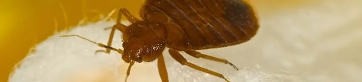 Close-up of a bed bug, a sign of an active infestation in Yonkers, NY