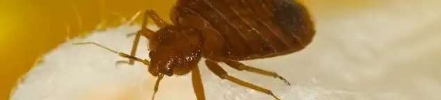 Close-up of a bed bug, a sign of an active infestation in Yonkers, NY