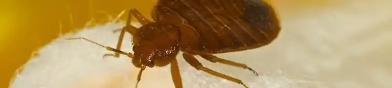 Close-up of a bed bug, a sign of an active infestation in Yonkers, NY