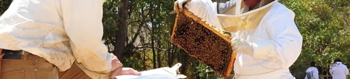 Bee removal specialists relocating a hive and honeycomb safely in Yonkers, NY