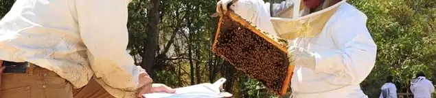 Bee removal specialists relocating a hive and honeycomb safely in Yonkers, NY