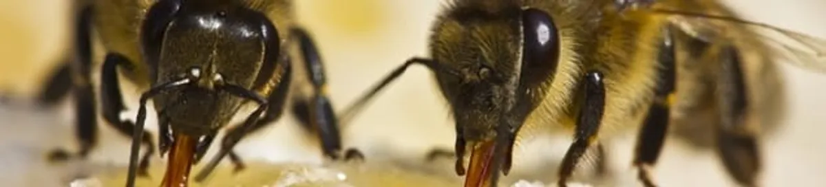 Close-up of honey bees, a sign of a nearby hive in Yonkers, NY