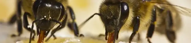 Close-up of honey bees, a sign of a nearby hive in Yonkers, NY