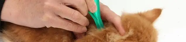 Flea treatment for pets using a flea comb, a sign of flea problems in Yonkers, NY