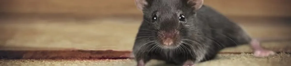 Mouse indoors, a common sign of a rodent infestation in Yonkers, NY
