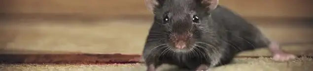 Mouse indoors, a common sign of a rodent infestation in Yonkers, NY