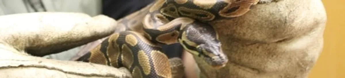 Snake removal specialist safely handling a snake with protective gloves in Yonkers, NY
