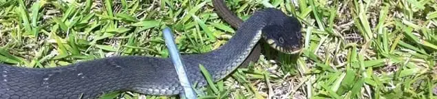 Snake in a yard, a common sign of a snake problem near a home in Yonkers, NY