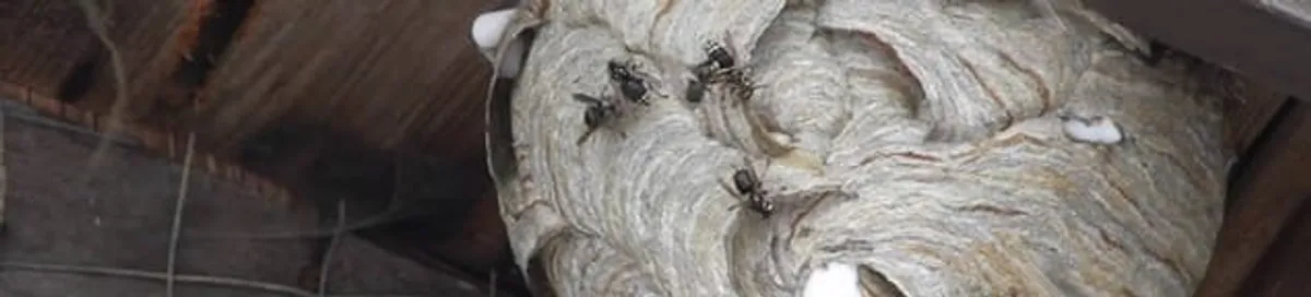 Close-up of a wasp nest with active wasps, a sign of an infestation in Yonkers, NY