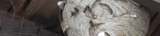 Close-up of a wasp nest with active wasps, a sign of an infestation in Yonkers, NY